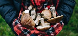 Profitable Upcoming Business Ideas In India: Mushroom Cultivation