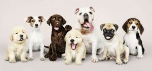 Profitable Upcoming Business Ideas In India: Pet Sitting